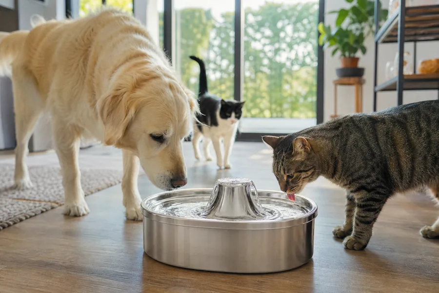 cat and multi-pet homes comparing cat water fountain stainless steel for multiple pets share water throughout the day, and an open bowl collects fur quickly.